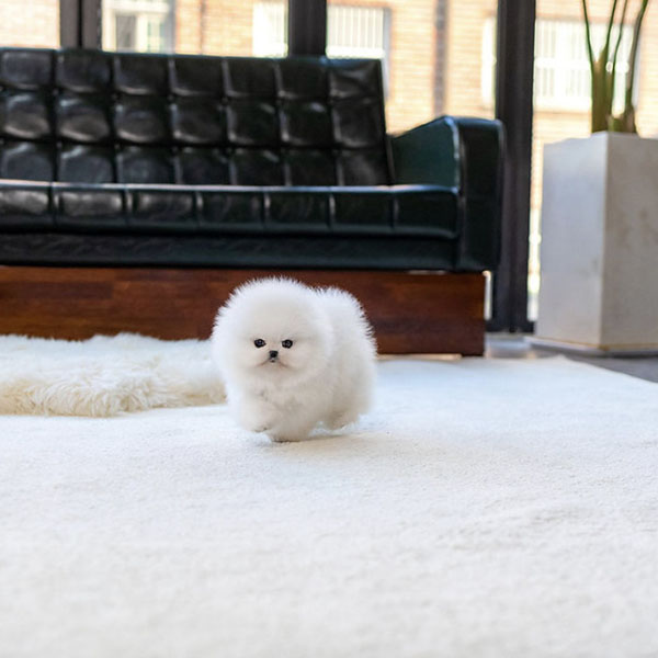 Pomeranian Puppies For Sale Near Me Buy Pomeranian Puppies Near Me Pomeranian puppies for sale​