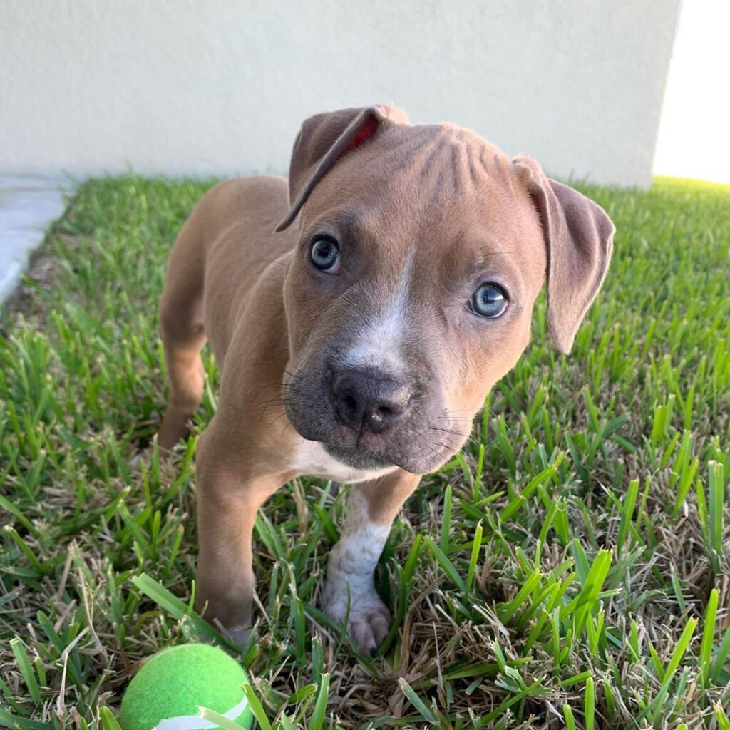 pitbull puppies for sale