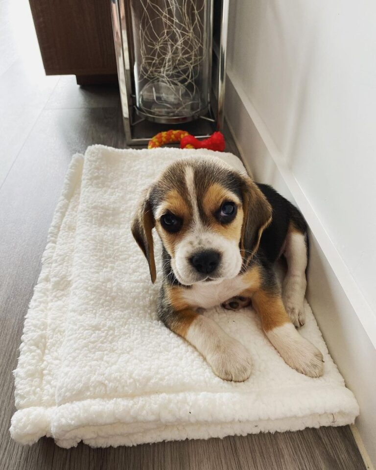 Beagle puppies for sale