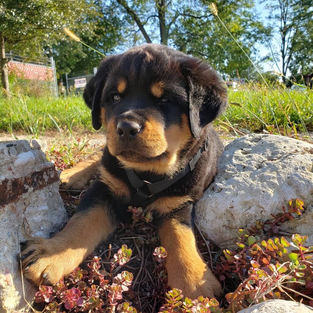 Rottweiler Puppies For Sale Near Me