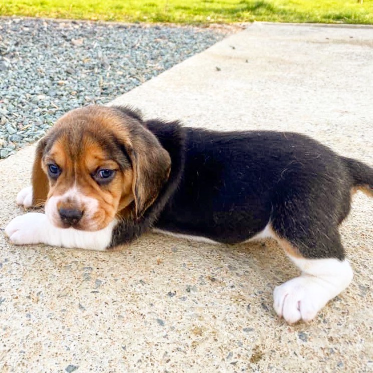 Beagle Puppies for sale​ Beagle Puppies For Sale USA Beagle Puppies For Sale Texas Beagle Price