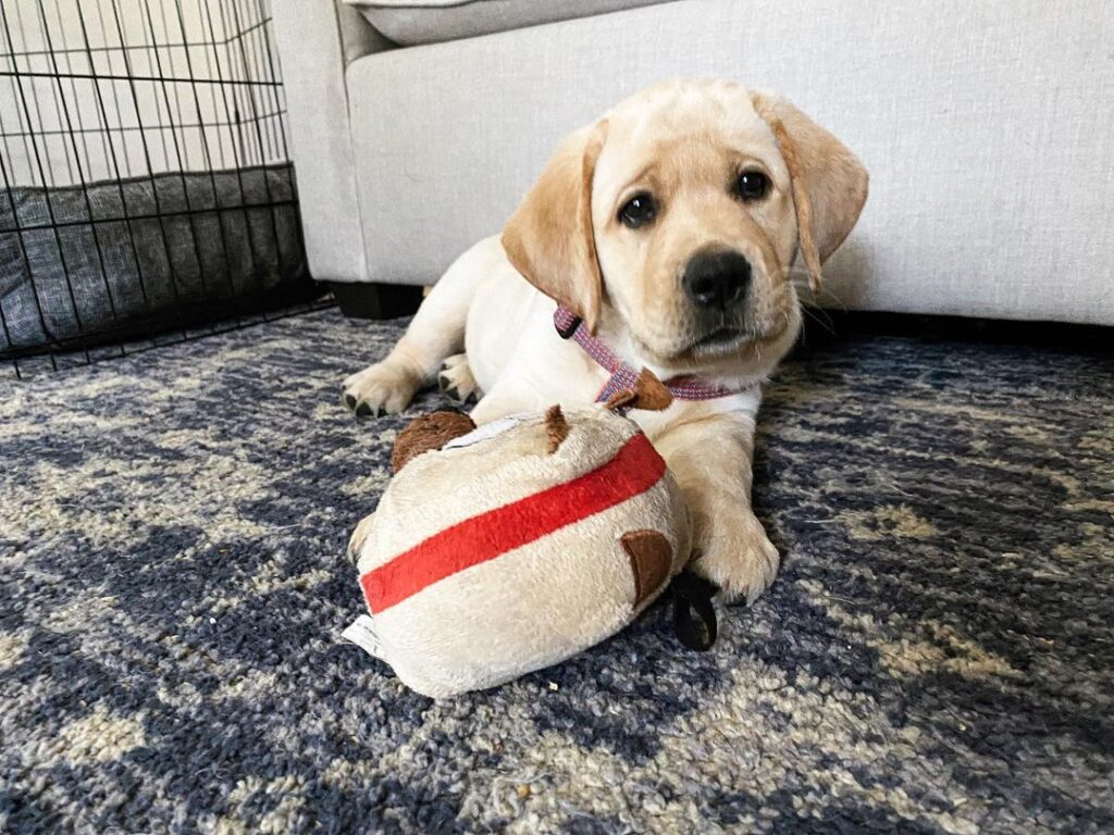 Golden retriever puppy for sale