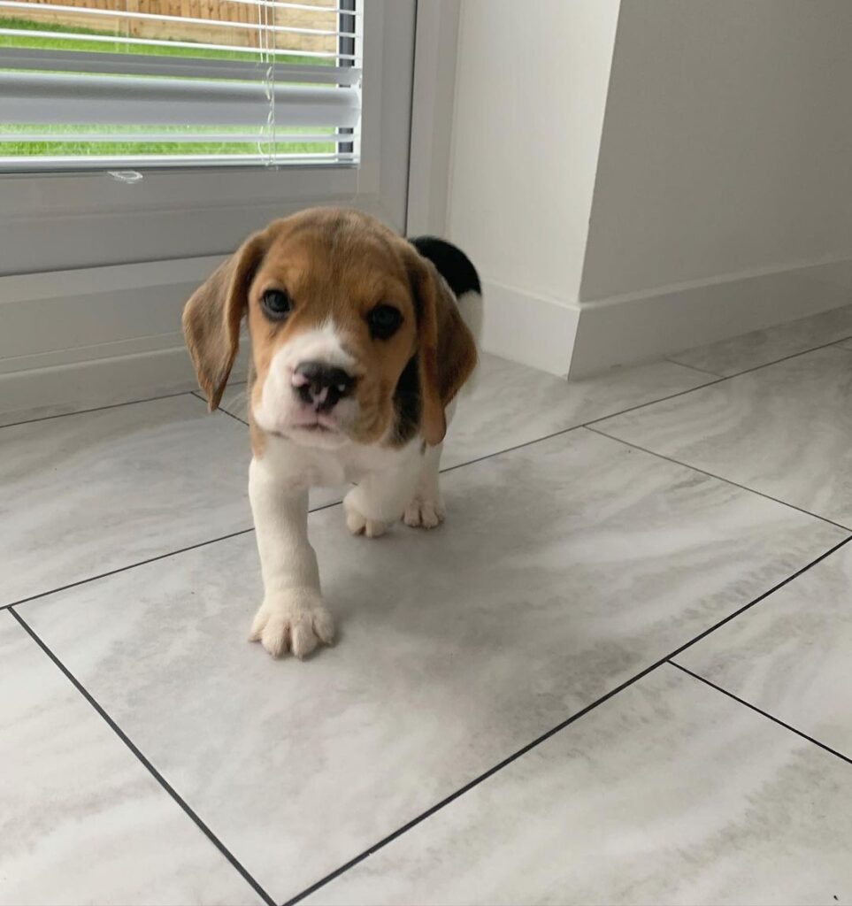 Beagle puppies for sale