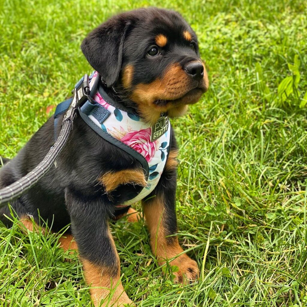 Rottweiler puppies for sale​