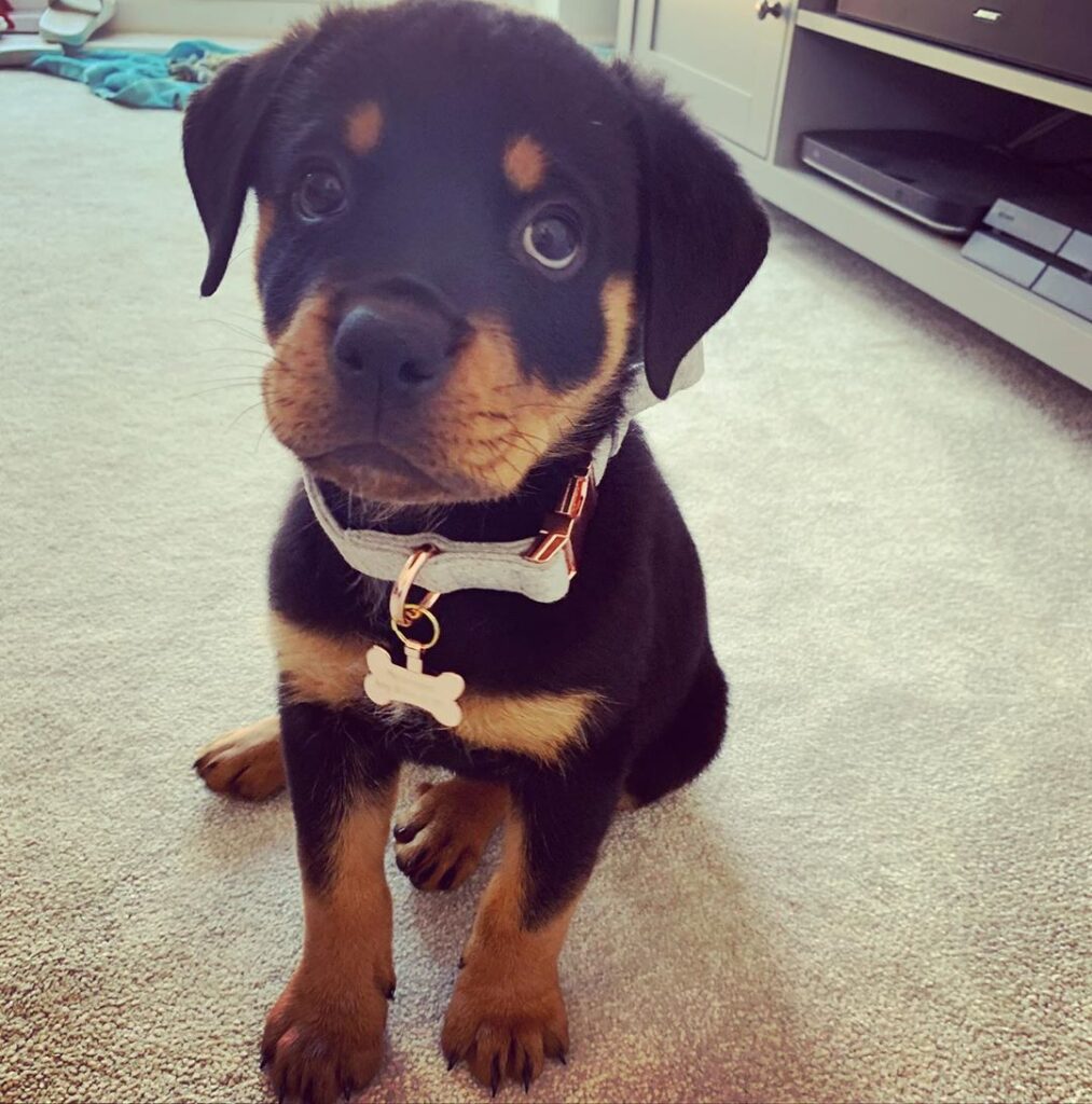 Rottweiler Puppies For Sale NYC Rottweiler Puppies For Sale USA Rottweiler Puppies For Sale Izzy - Female Rottweiler