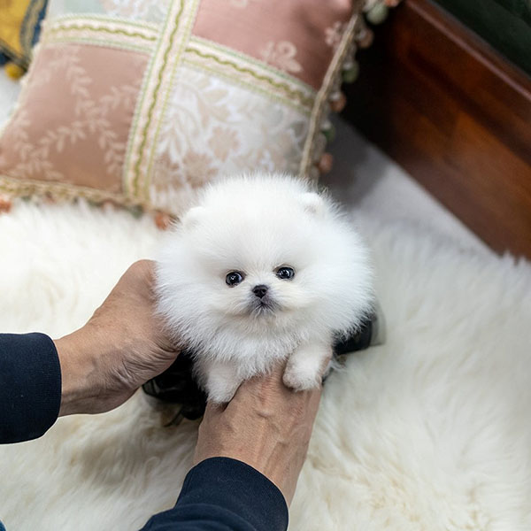 Pomeranian Puppies For Sale Near Me Buy Pomeranian Puppies Near Me Teacup Pomeranian puppies for sale​