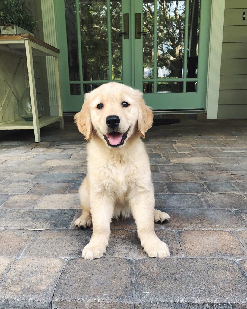 Golden retriever puppies for sale​