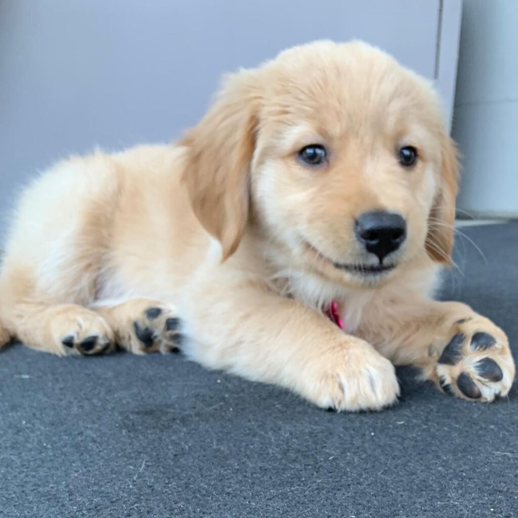 Golden retriever puppies for sale