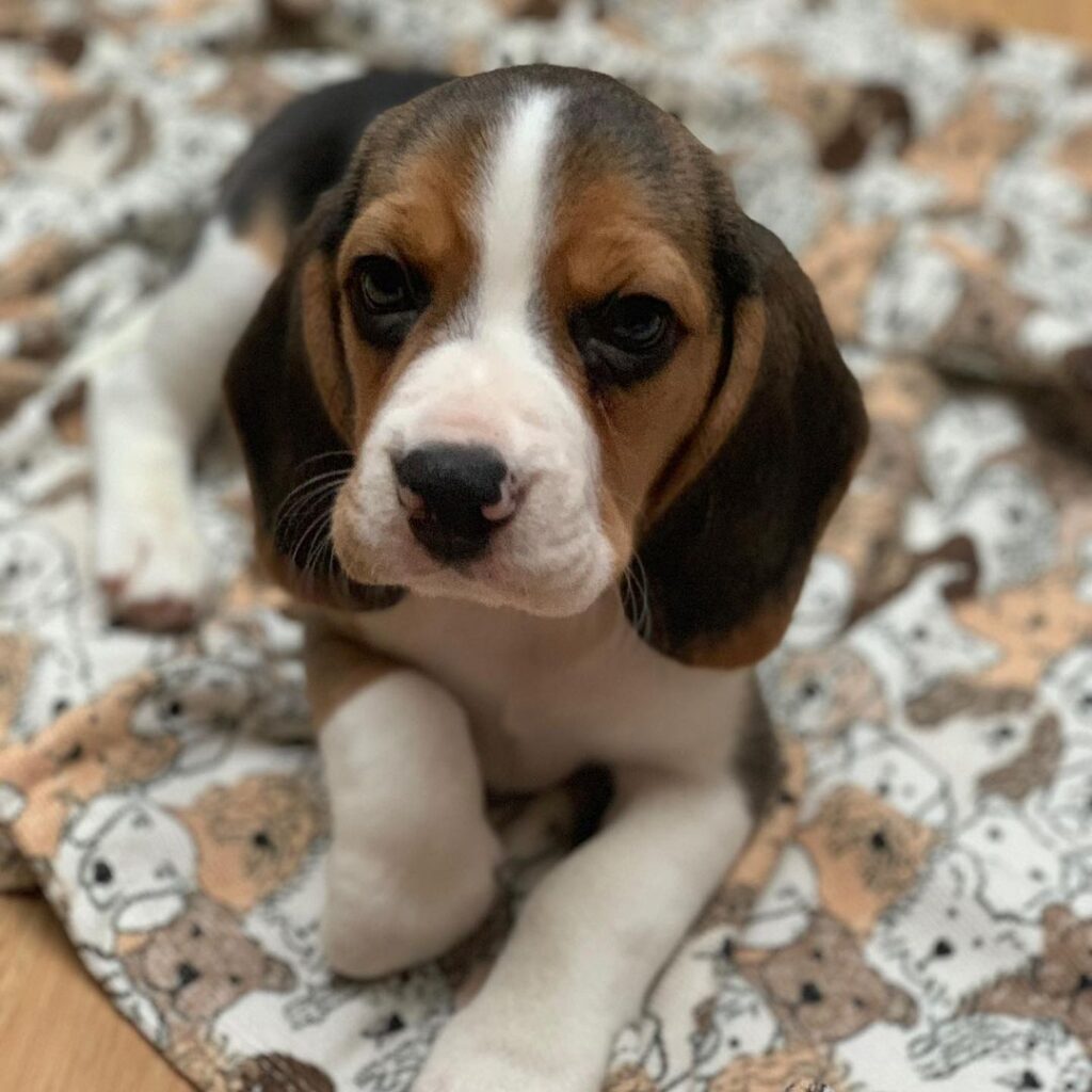 Beagle puppies for sale​ Beagle Puppies For Sale USA Beagle Puppies For Sale Near Me Buy Beagle Puppies Today Beagle Temperament Buy Beagle Puppies