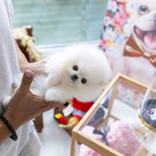 Pomeranian Puppies For Sale Near Me Buy Pomeranian Puppies Near Me