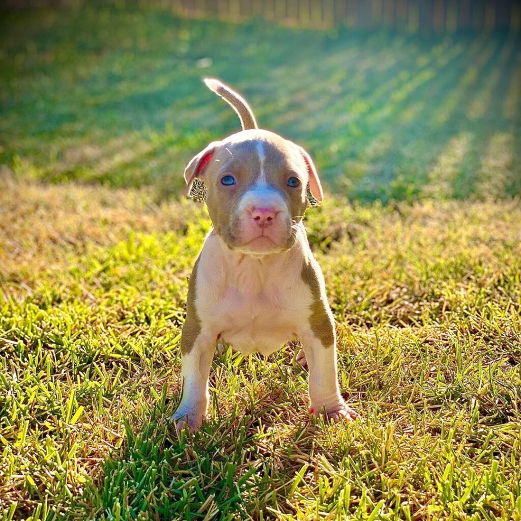 pitbull puppies for sale