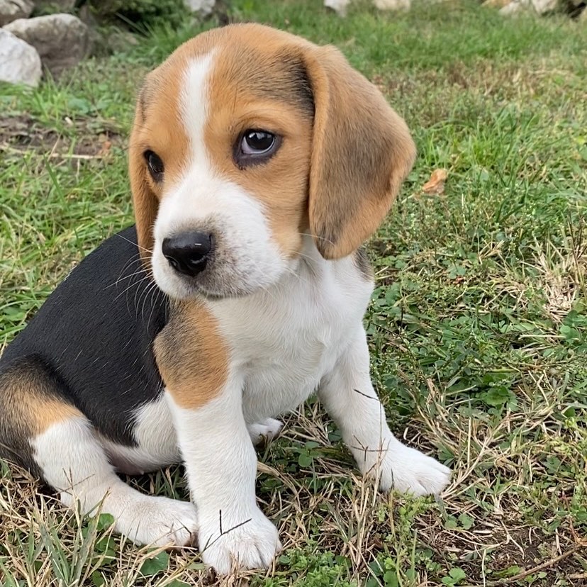 Beagle puppies for sale