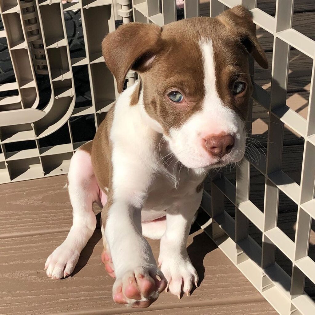 pitbull puppies for sale