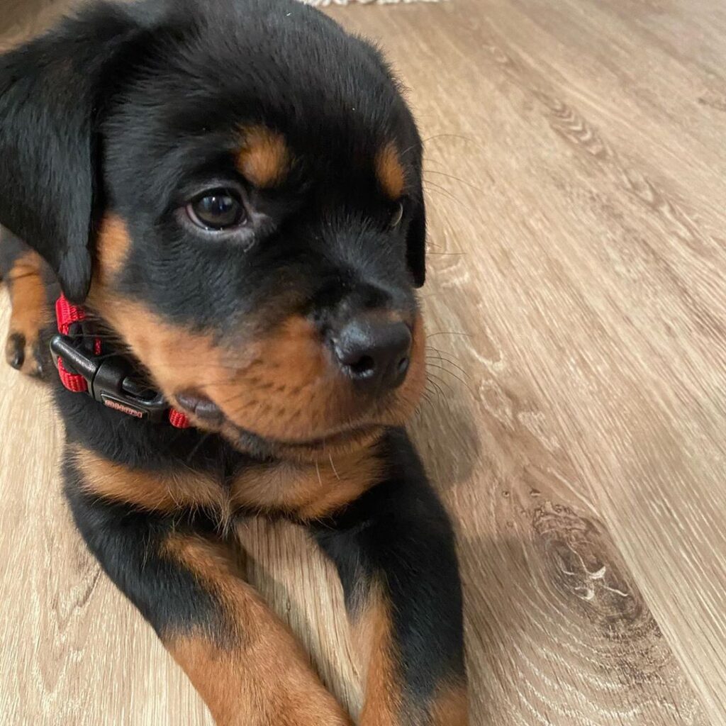 Rottweiler Puppies For Sale Near Me