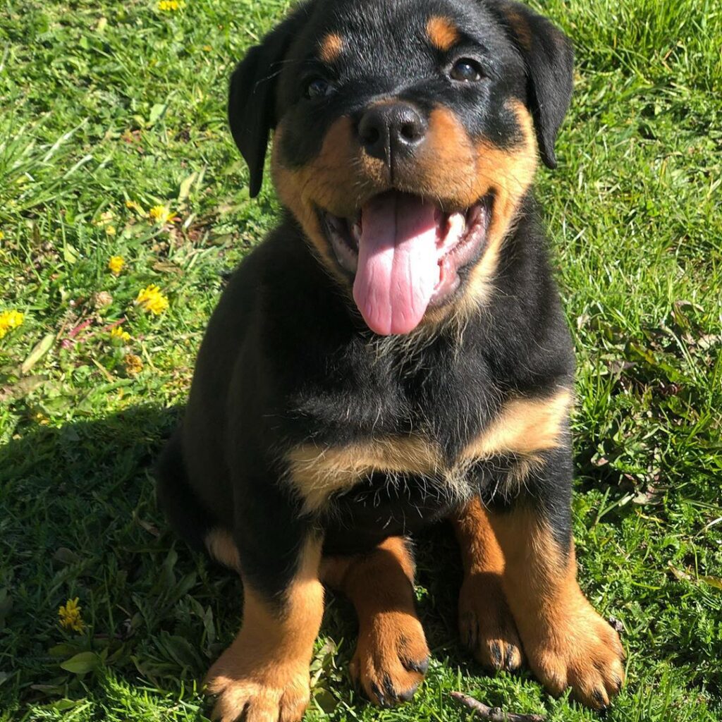 rottweiler puppies for sale nyc