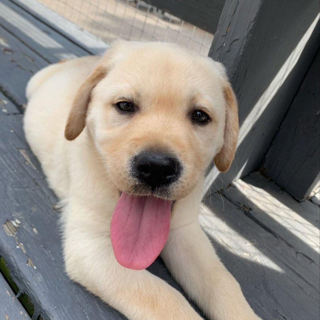 Golden retriever puppies for sale​