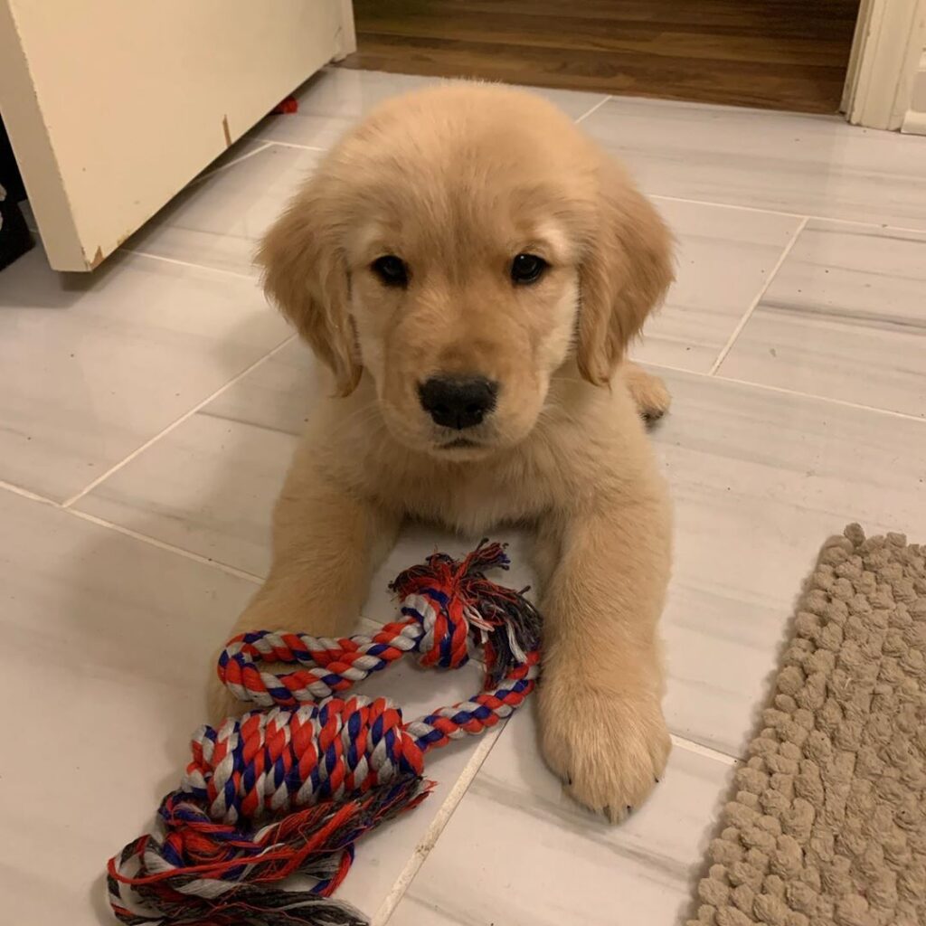 Golden retriever puppy for sale