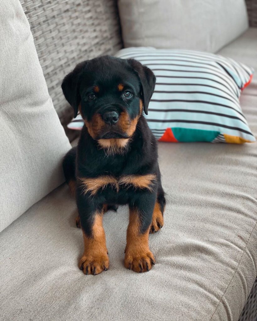 Rottweiler Puppies For Sale NYC Rottweiler Puppies For Sale USA Rottweiler Puppies For Sale Izzy - Female Rottweiler