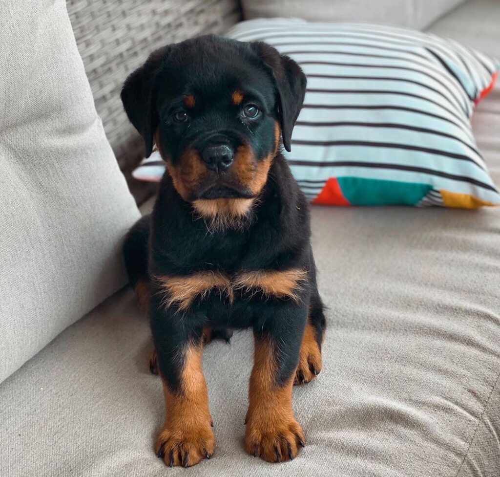 Rottweiler puppies for sale​