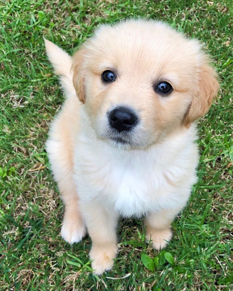 Golden retriever for sale​