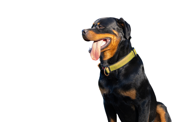 Rottweiler Price