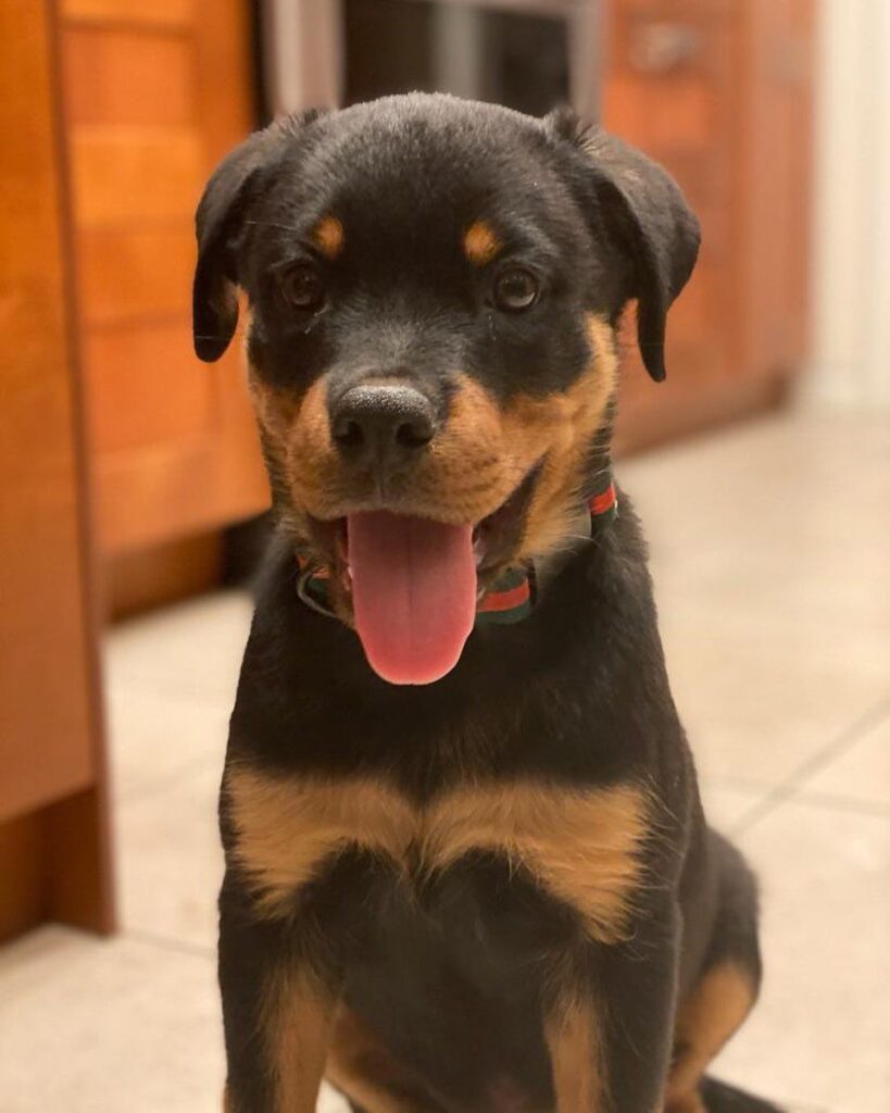 Rottweiler Puppies For Sale