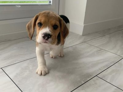 Beagle puppies for sale