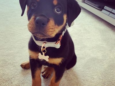 Rottweiler Puppies For Sale NYC Rottweiler Puppies For Sale USA Rottweiler Puppies For Sale Izzy - Female Rottweiler