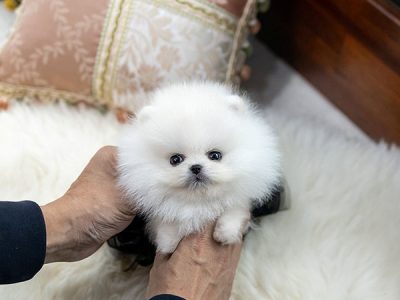 Pomeranian Puppies For Sale Near Me Buy Pomeranian Puppies Near Me Teacup Pomeranian puppies for sale​