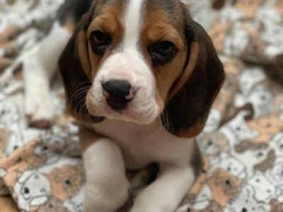 Beagle puppies for sale​ Beagle Puppies For Sale USA Beagle Puppies For Sale Near Me Buy Beagle Puppies Today Beagle Temperament Buy Beagle Puppies