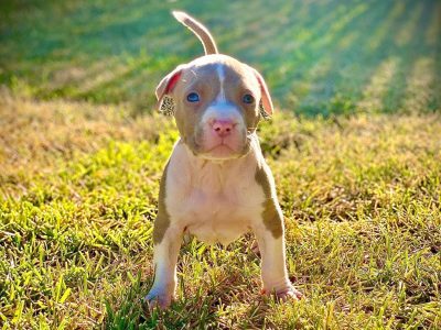 pitbull puppies for sale