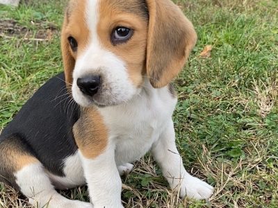 Beagle puppies for sale