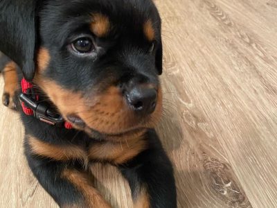 Rottweiler Puppies For Sale Near Me