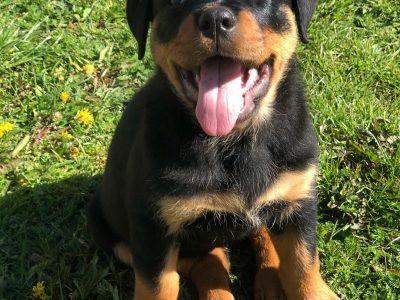 rottweiler puppies for sale nyc