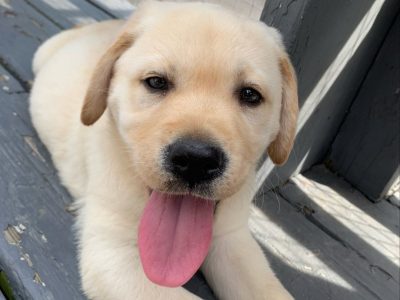 Golden retriever puppies for sale​