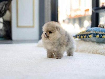 Teacup Pomeranian puppies for sale​