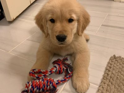 Golden retriever puppy for sale